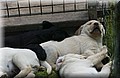 DSC_7283.JPG