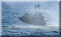 DSC_7655555.jpg