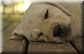 DSC_8521.JPG