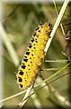 DSC_8797777.jpg