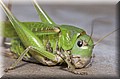 DSC_8884.JPG