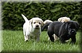 DSC_9784.JPG