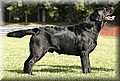 PolloDSC_3070.jpg