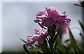 DSC_1172.JPG