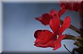 DSC_1974.JPG