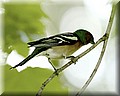 DSC_3216666.jpg
