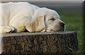 DSC_3868.JPG