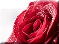 DSC_84~4.JPG