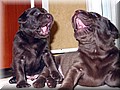 Foto 030.jpg
