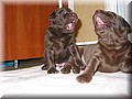 IMG_4080.jpg