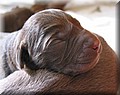 PUPPY 13.jpg