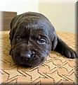 PUPPY 15.jpg