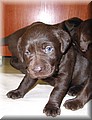 PUPPY 29.jpg