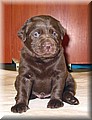 Puppy 31.jpg