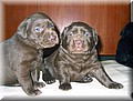 Puppy 32.jpg