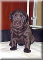 Puppy 35.jpg