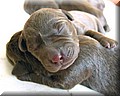 puppy 14.jpg