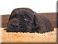 puppy 16.jpg