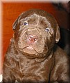 puppy 20.jpg
