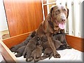 puppy 22.jpg