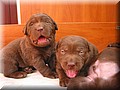 puppy 23.jpg