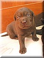 puppy 24.jpg