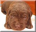 puppy 25.jpg