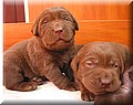 puppy 26.jpg