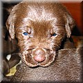 puppy 27.jpg