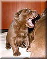 puppy 28.jpg