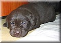 puppy 34.jpg