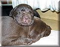 puppy 36.jpg