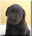puppy 37.jpg