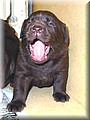 puppy 38.jpg