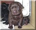 puppy 39.jpg