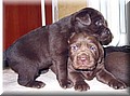 puppy 42.jpg