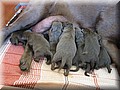 puppy 5.jpg
