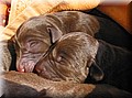 puppy 6.jpg