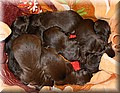 puppy 7.jpg