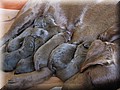 puppy 8.jpg