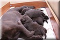 IMG_4097.JPG