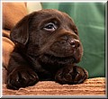 DSC_2523333.jpg