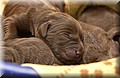 DSC_7349.JPG