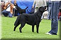 DSC_0920.JPG