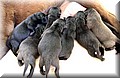 DSC_6189pups.jpg