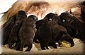 DSC_65~3.JPG