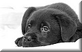 pups.jpg
