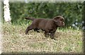 DSC_0521.JPG