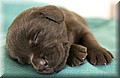DSC_4797r.jpg